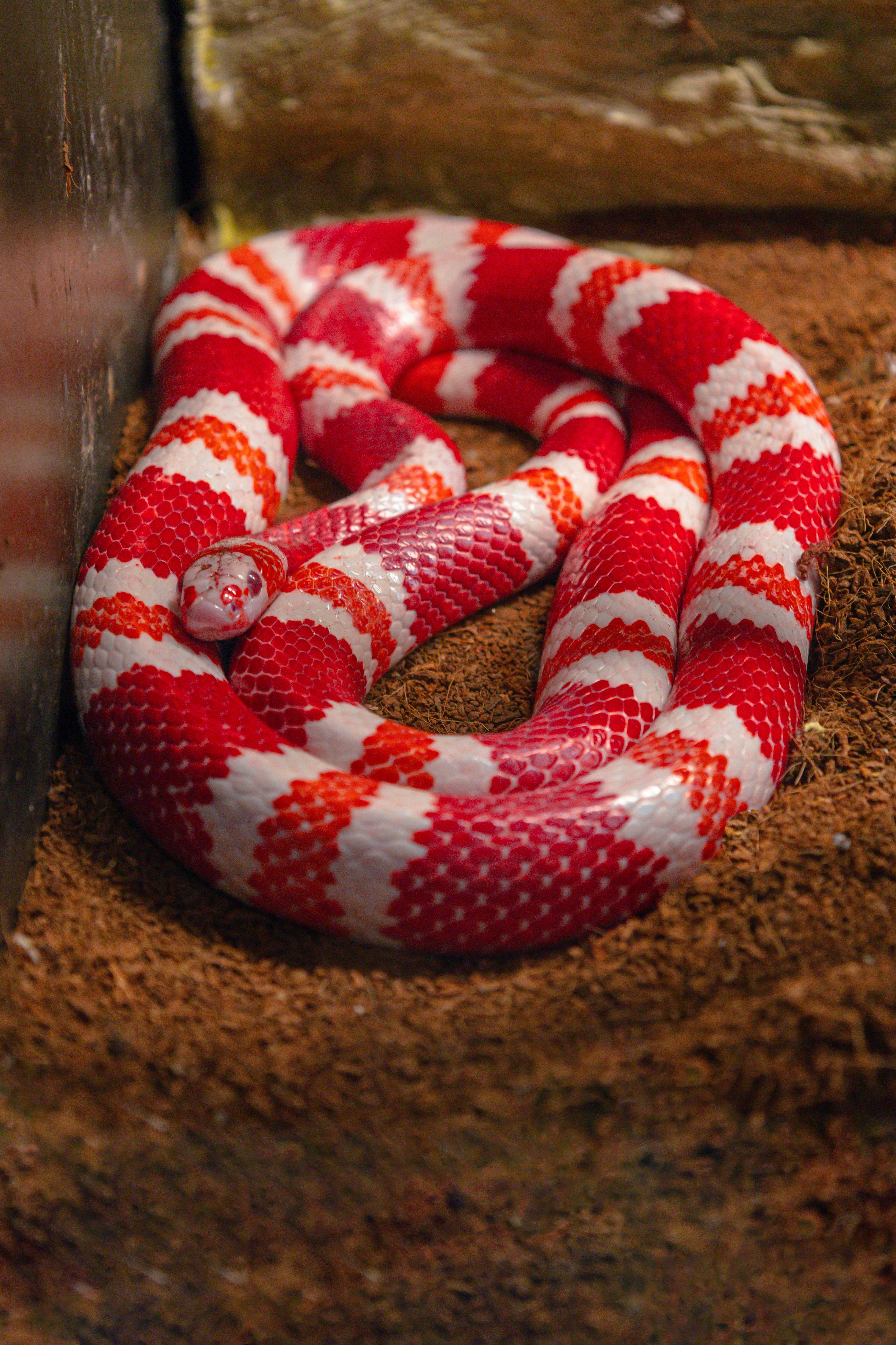 lampropeltis albina roja